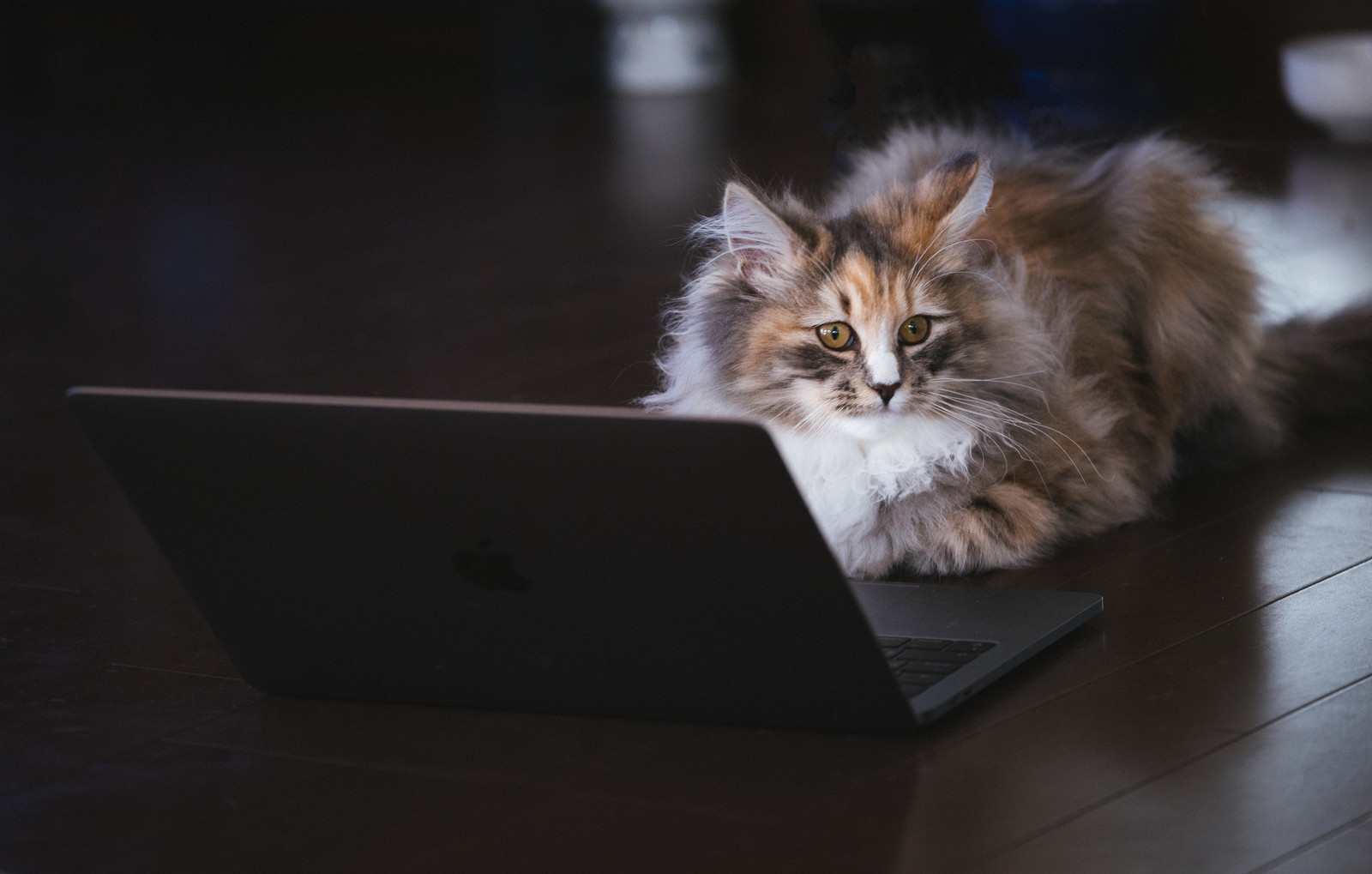 猫もインターネット